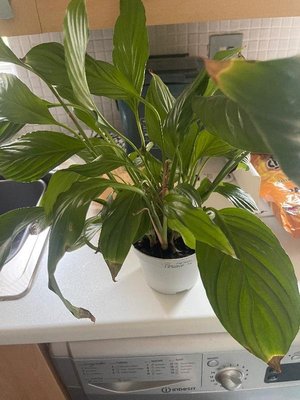 Photo of free Peace lily (Kenilworth CV8)