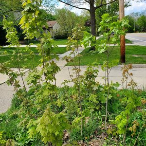 Photo of free Native sugar maple trees (you dig!) (Ann Arbor Northwest Side)