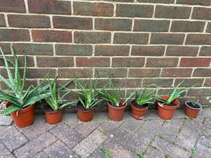 Photo of free Aloe Vera plants (Locks Heath SO31)