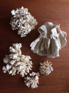 Photo of free coral and shell collection (Queen St E and Victoria Park)