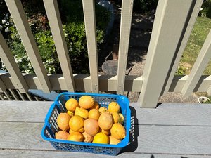 Photo of free hybrid pink lemons (San Rafael)