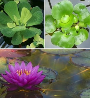 Photo of Water Plants for Koi Pond (Mont Clare, Chicago)