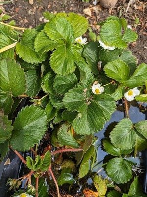 Photo of free Rooted strawberry plants (City Centre NR1)
