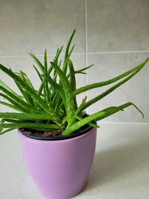 Photo of free Aloe plant (Tytherington SK10)