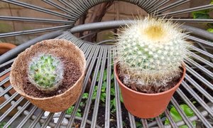 Photo of free Two cacti (islington N1)