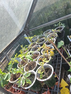 Photo of free Tomato plants (Renishaw S21)