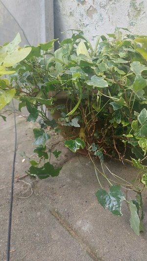 Photo of free ivy in a pot plant (Chatham ME4)