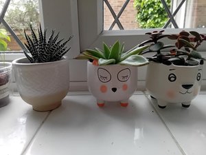 Photo of free 3 little plants (MK41)