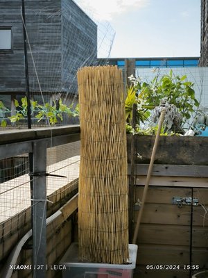 Photo of Bamboo for balcony (Dublin 1)