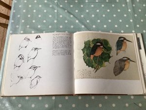 Photo of free Book C.E. Tunicliffe Sketches of Bird Life (Woolley Green BA15)