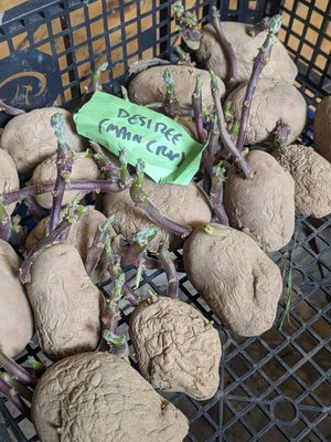 Photo of free Main crop seed potatoes for planting (Hillsborough S6)