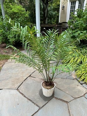 Photo of free artificial palm plant (Swarthmore)