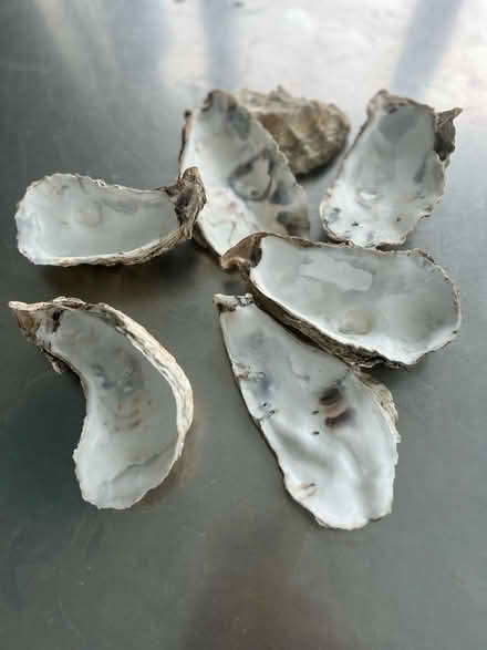 Photo of free Bag of Oyster shells cleaned (CB4 Arbury) #1