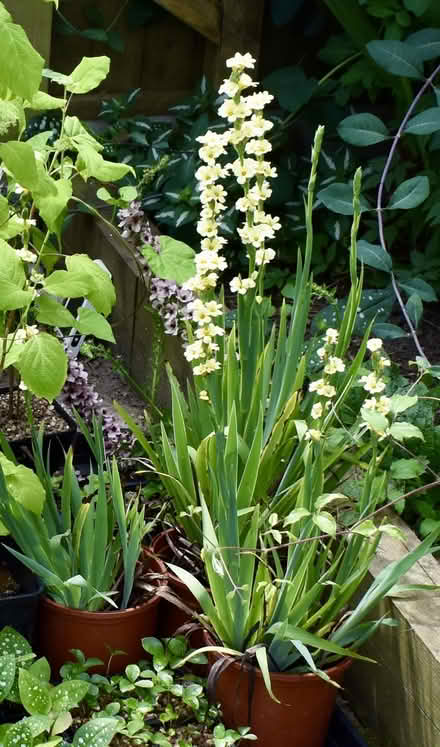 Photo of free Sisyrinchium plant (Hatfield AL10) #2