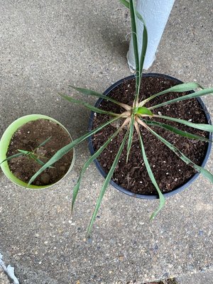 Photo of free Baby yuccas (Levittown)
