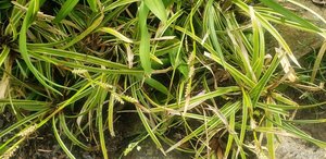 Photo of free Variegated grasses lilies (NE Yonkers)