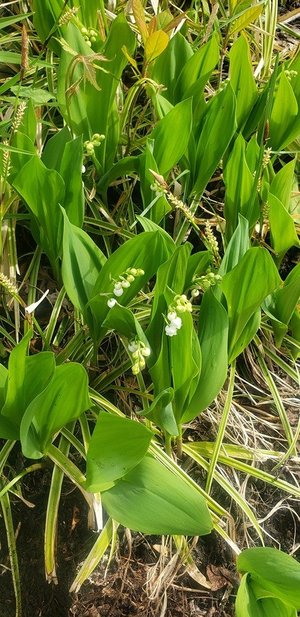 Photo of free Variegated grasses lilies (NE Yonkers)