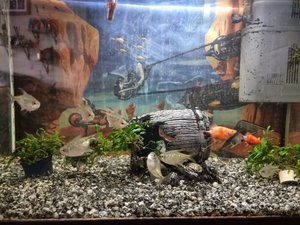 Photo of free Tropical Fish looking for a home - due to house move (Abbey Wood DA17)