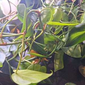 Photo of free Unrooted philodendron Brasilia (Rainier Beach, Seattle)