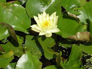 Photo of free Water lily plants. Pink or yellow flowers. (Fareham PO15)