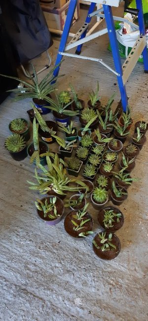Photo of free Succulent plants, various (St Anne's on the Sea FY8)