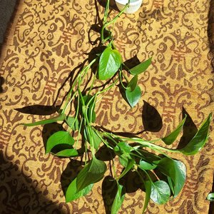 Photo of free I unrooted cuttings (Rainier Beach, Seattle)