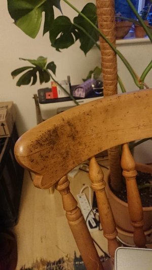 Photo of free Three wooden chairs (LS2)
