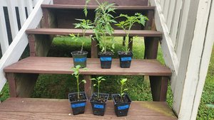 Photo of free 3 tomato and 3 pepper plants (Apex-Ten Ten and Holly Springs)