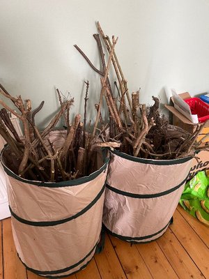 Photo of free Branches / sticks (Bellevue EH7)