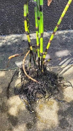 Photo of free Lilies and Horse tails (Equisetum hyemale) (Dursley GL11)