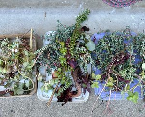 Photo of free Succulent cuttings (Lawrence and Pruneridge)
