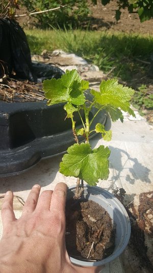 Photo of free small josterberry plants (Redbourn AL3)