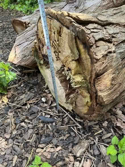 Photo of free Large tree trunk cuttings (3 in total) (Acton W5)