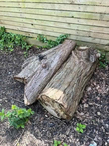 Photo of free Large tree trunk cuttings (3 in total) (Acton W5)