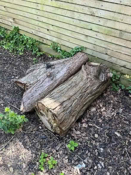 Photo of free Large tree trunk cuttings (3 in total) (Acton W5)