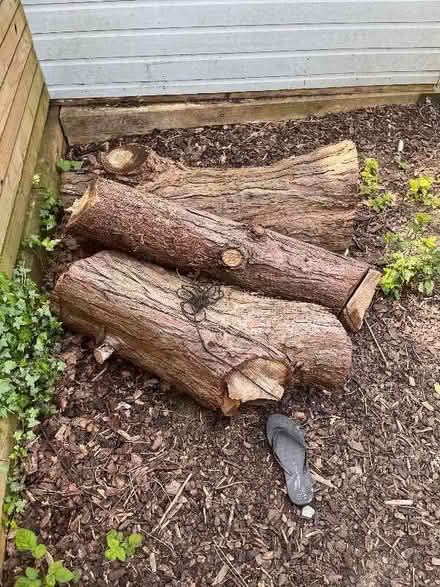 Photo of free Large tree trunk cuttings (3 in total) (Acton W5)