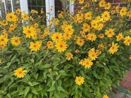 Photo of free Pretty yellow flowers -new shoots (St Albans AL1) #3