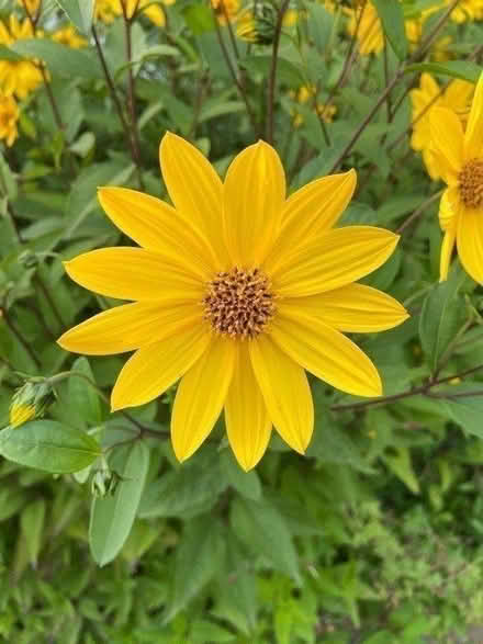 Photo of free Pretty yellow flowers -new shoots (St Albans AL1) #1
