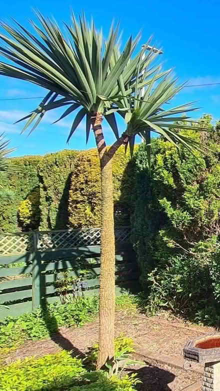 Photo of free 🌴 Cordyline tree - 3.2 metres tall (Moortown LS17)