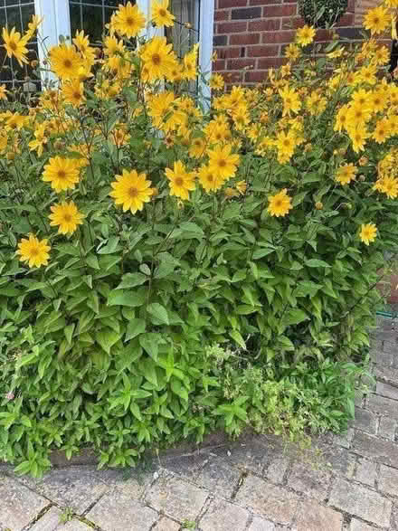 Photo of free Pretty yellow flowers -new shoots (St Albans AL1) #2