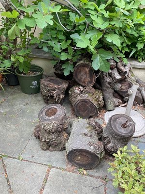 Photo of free Wood logs (Philly Queen village area)