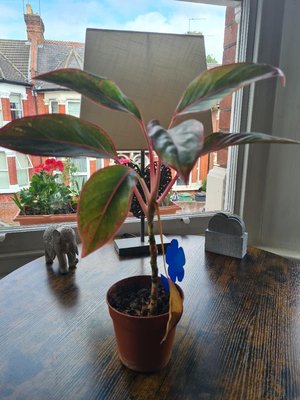 Photo of free Chinese evergreen - needs expert (Hornsey/Crouch End N8)