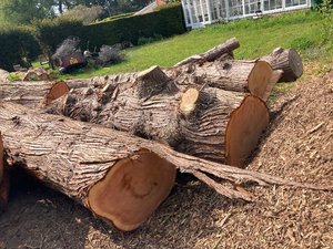 Photo of free Large logs western red cedar (Brampton Bryan SY7)