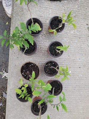 Photo of free Tomato seedlings (Streetsville area)