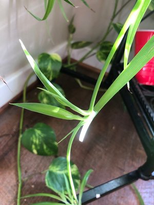 Photo of free Spider plant babies (New Market)