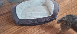 Photo of free Dog Bed Medium (By Pruneyard in Campbell)