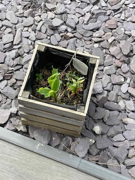 Photo of free Plant pots to go (Macclesfield SK11)