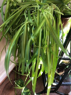 Photo of free Spider plant babies (New Market)