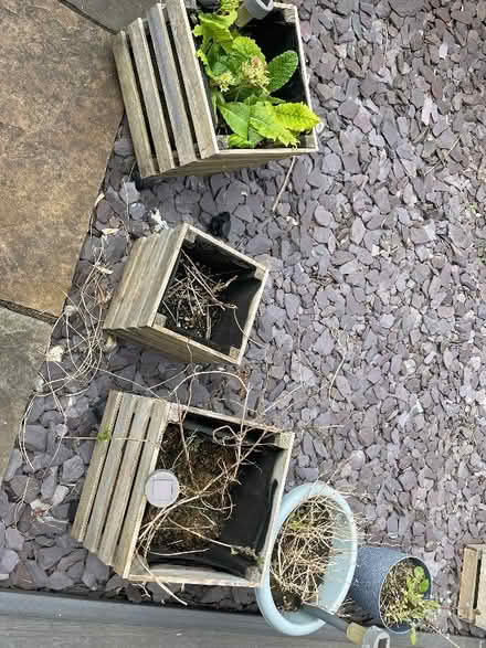 Photo of free Plant pots to go (Macclesfield SK11)