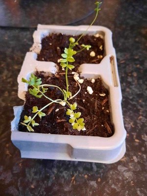 Photo of free Two Poached Egg Seedlings Limanthes (Morden SM4)